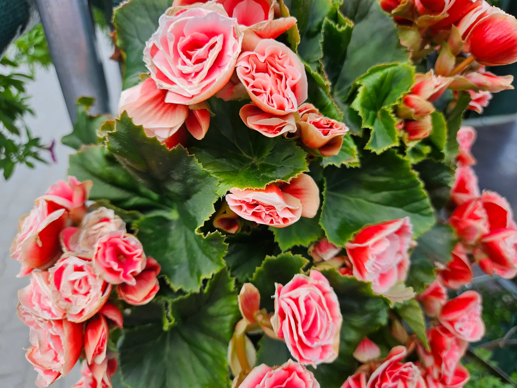 Begonia bulwiasta z pełnymi różowo-łososiowymi kwiatami i ciemnozielonymi liśćmi — kwitnąca begonia w donicy