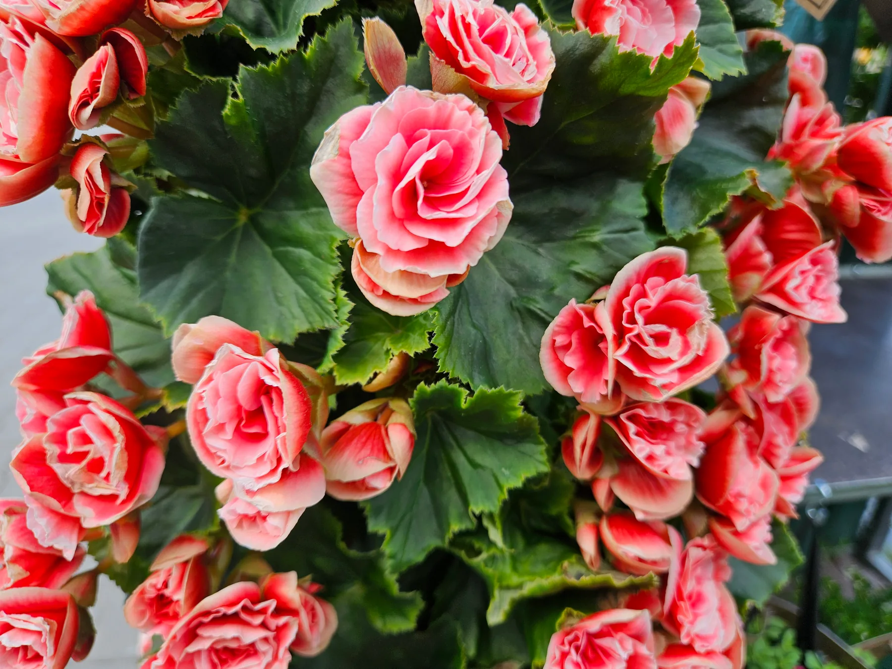 Begonia z bliska — pełne różowo-łososiowe kwiaty z postrzępionymi płatkami na tle ciemnozielonych liści