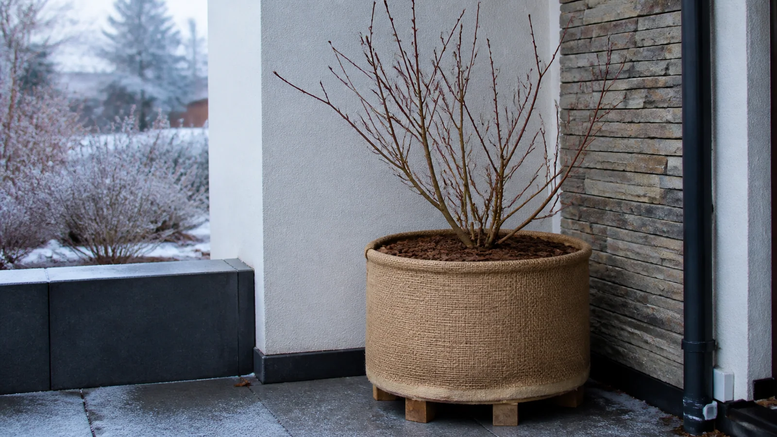 Duża donica z borówką zabezpieczona na zimę i ustawiona na podkładkach zapewniających odpływ