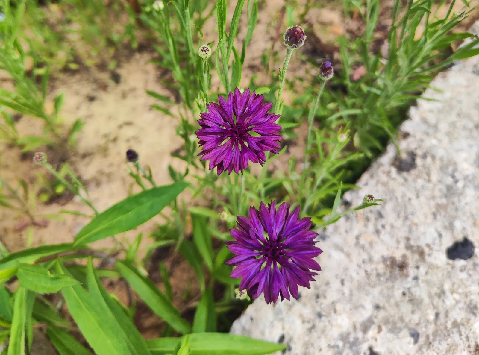 Fioletowe chabry bławatki — ciemnofioletowe kwiaty Centaurea cyanus odmiany ozdobnej przy kamieniu