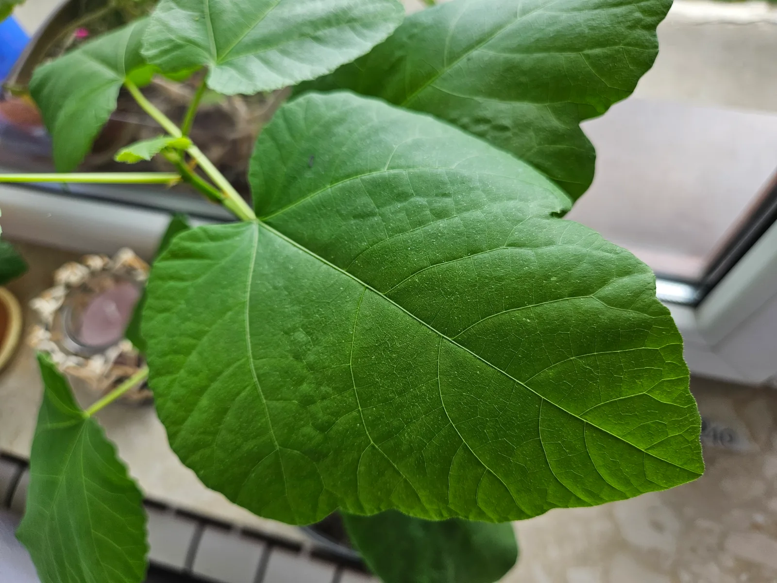 Liść figi z bliska — charakterystyczny głęboko klapowany liść figowca pospolitego Ficus carica z wyraźnymi nerwami