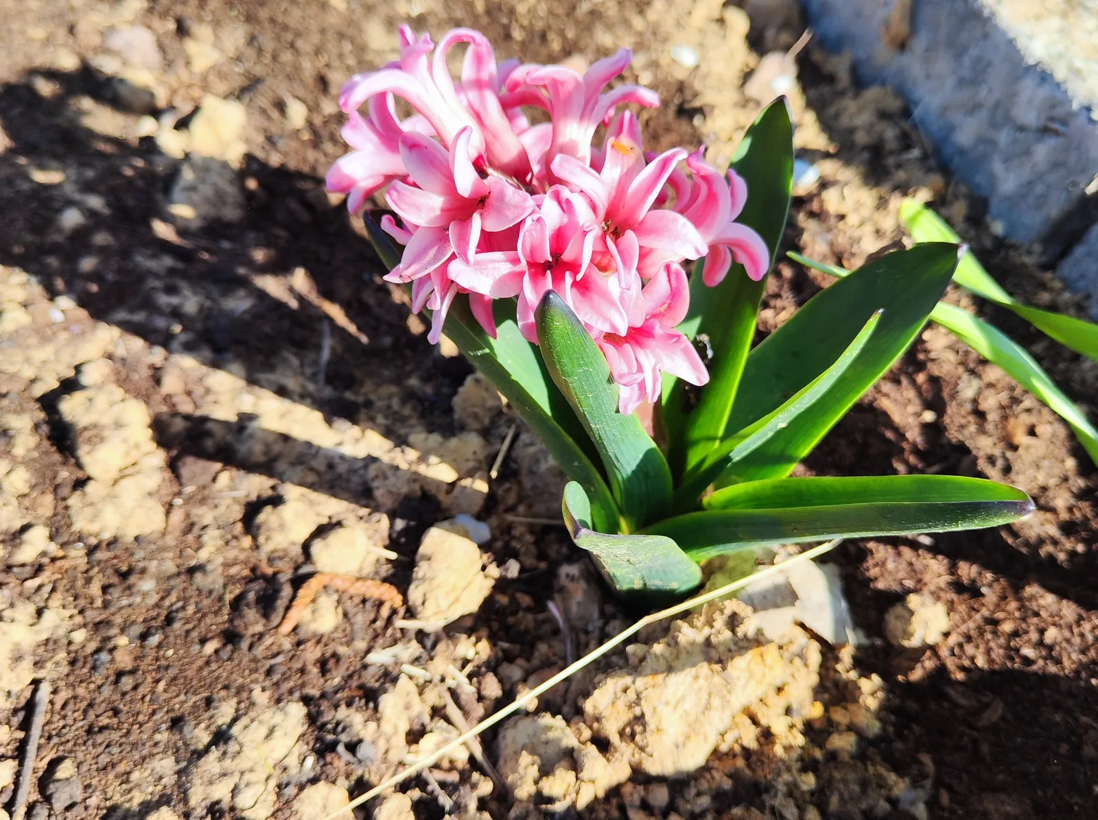 Niebieski hiacynt przy kamiennym murze wiosną — Hyacinthus orientalis niebieski kwiat przy podstawie ściany