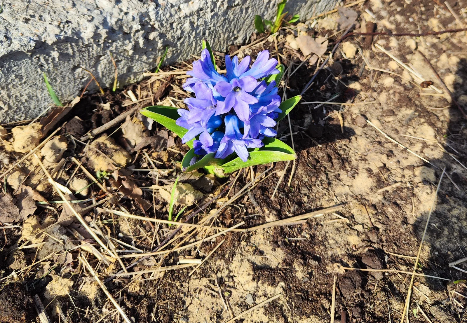 Różowy hiacynt kwitnący wczesną wiosną w ogrodzie — Hyacinthus orientalis różowy kwiat w świeżej glebie