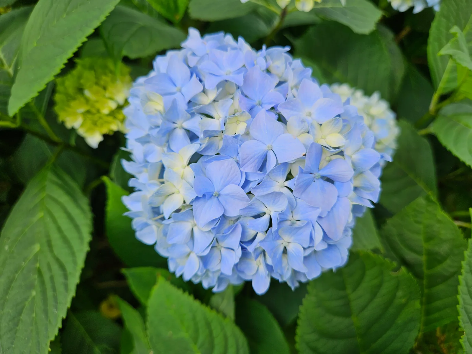 Zbliżenie na niebieski kwiat hortensji — kuliste kwiatostany Hydrangea macrophylla w intensywnym niebieskim kolorze