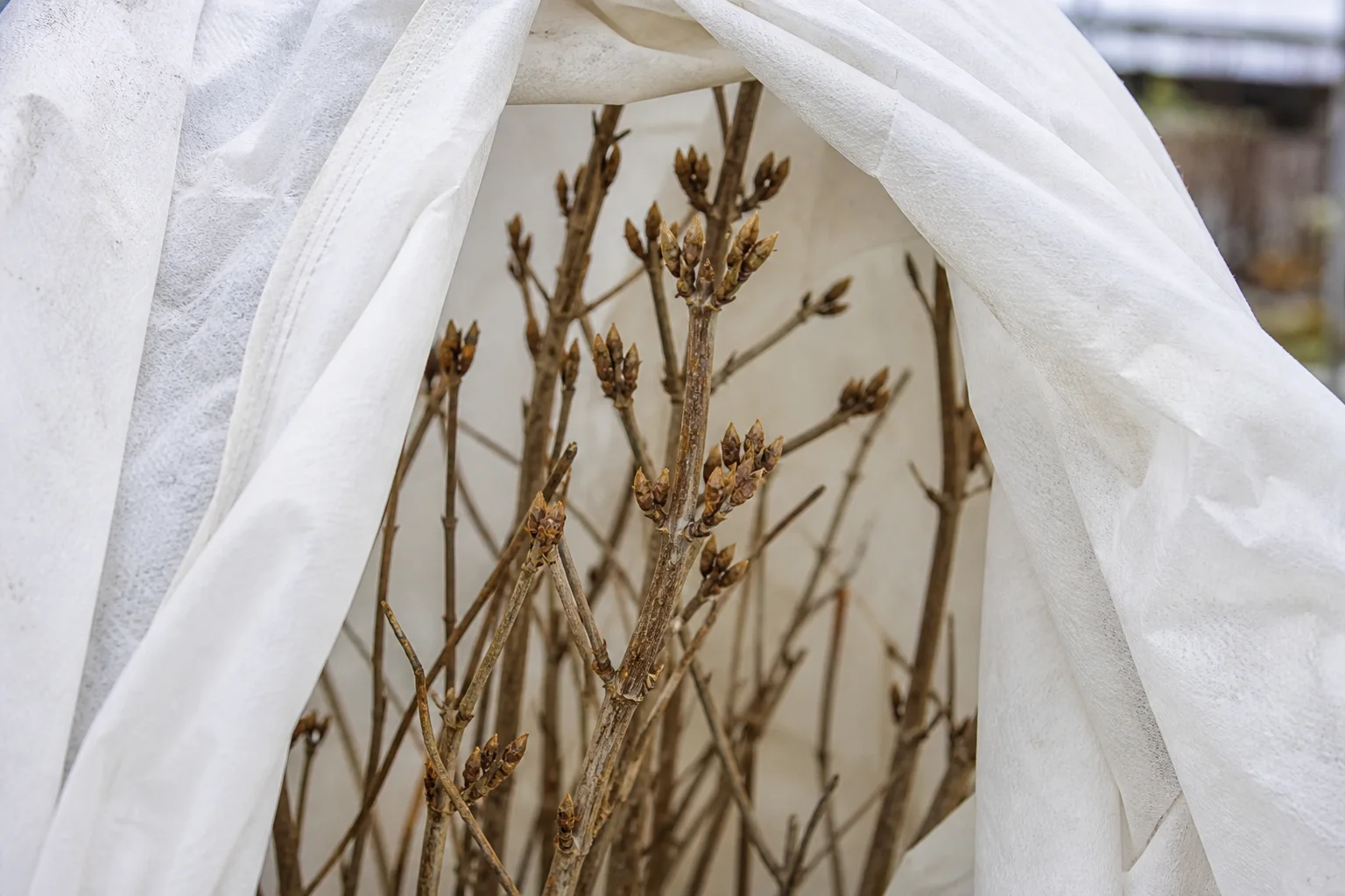Pąki hortensji ogrodowej osłonięte przewiewną włókniną przed mrozem