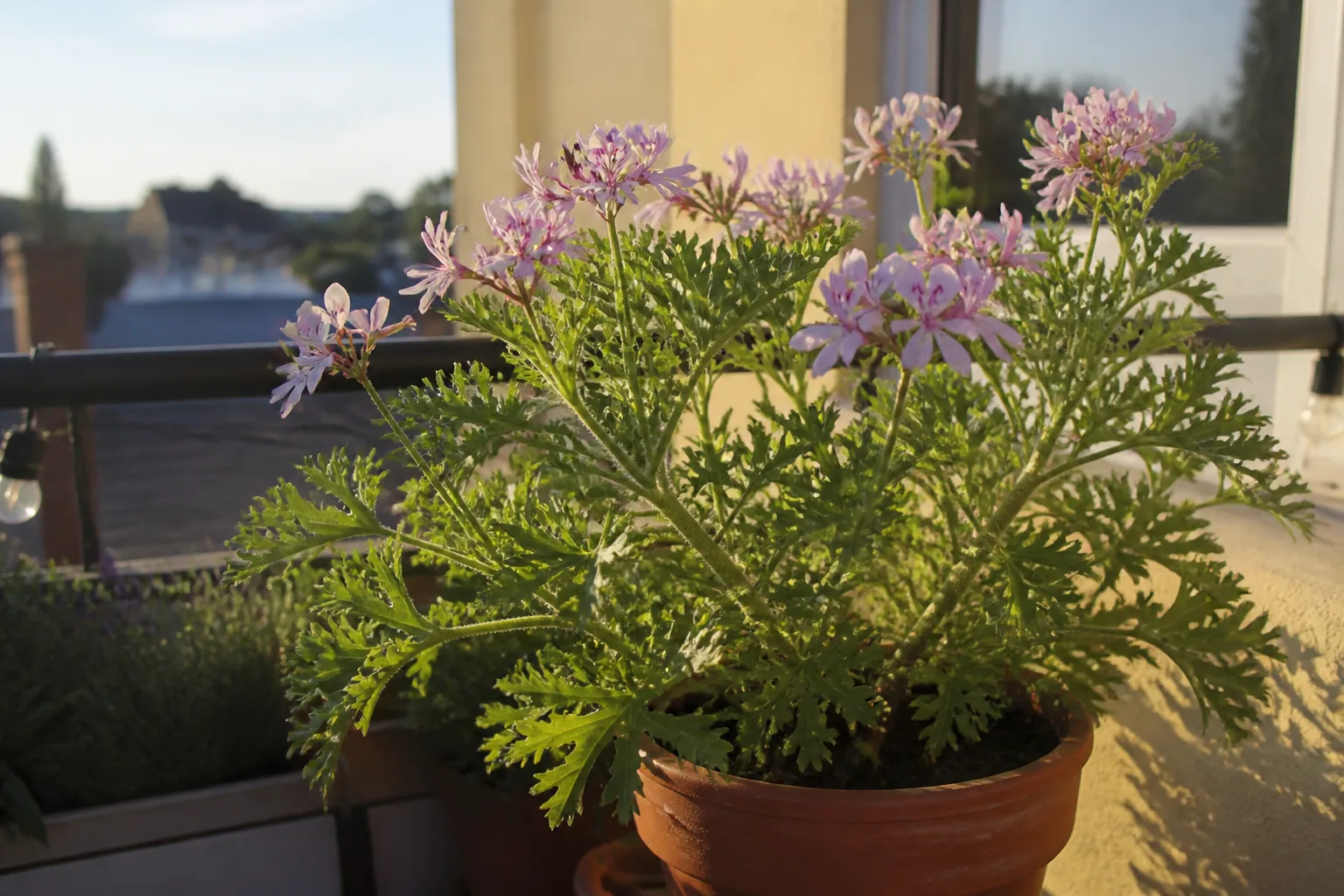Pelargonia pachnąca w donicy na balkonie — liście i kwiaty przy miejscu siedzenia