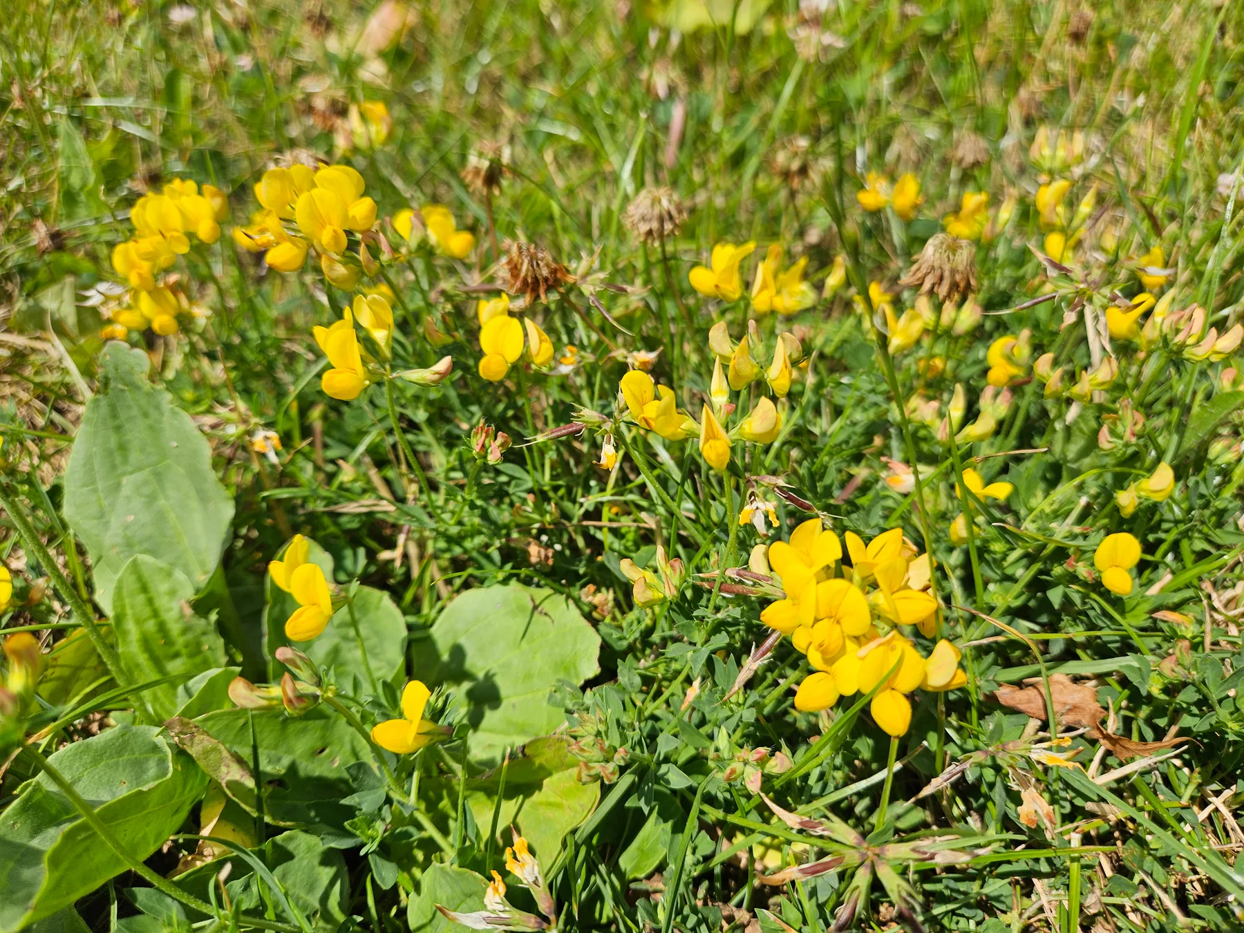 Zbliżenie na komonicę zwyczajną kwitnącą w trawie — charakterystyczne żółte kwiaty Lotus corniculatus z pomarańczowym rysunkiem na suchej, krótkiej darni
