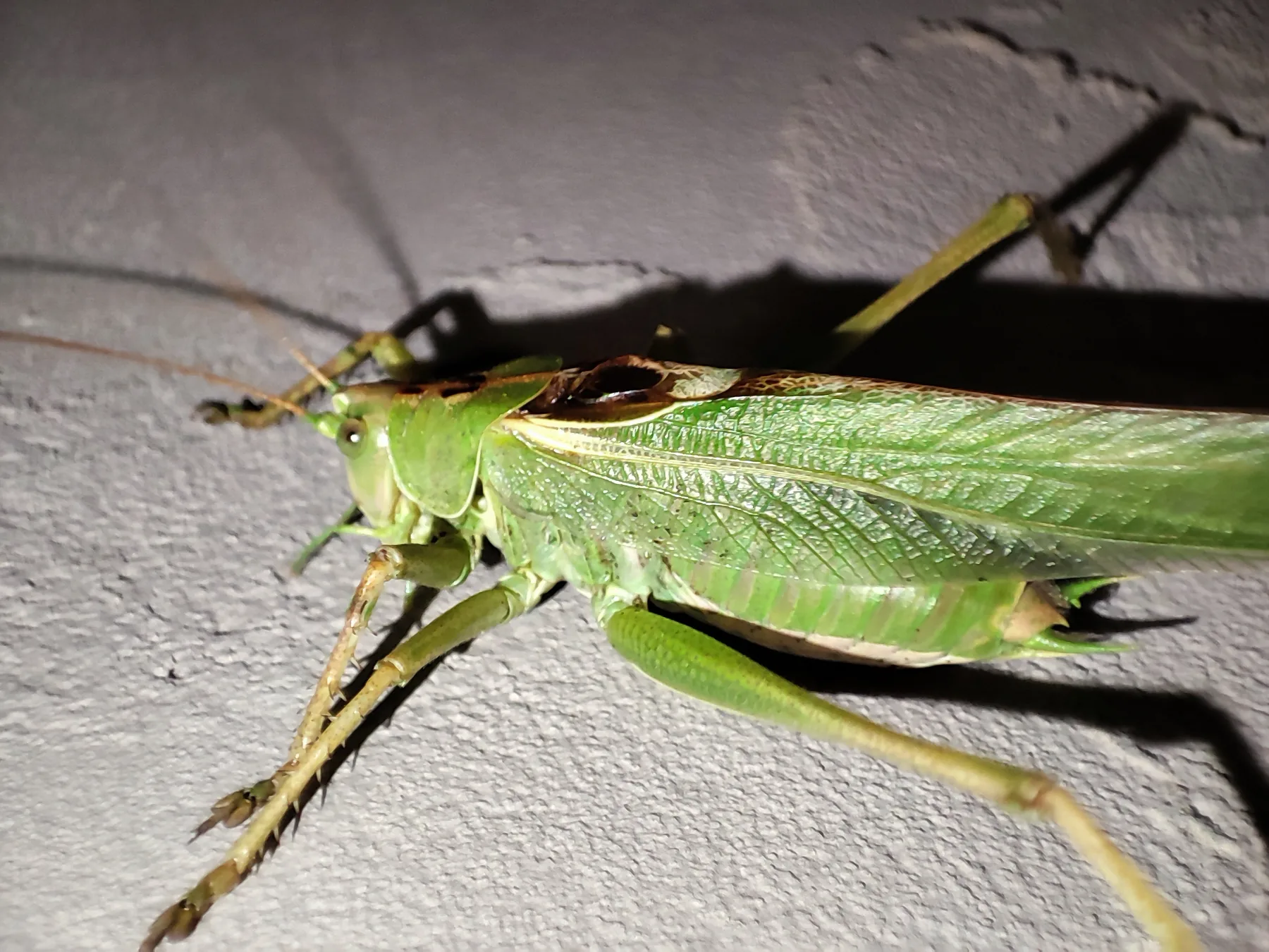 Zielony owad z bliska — pasikonik zielony Tettigonia viridissima na parapecie, owad w ogrodzie przydomowym