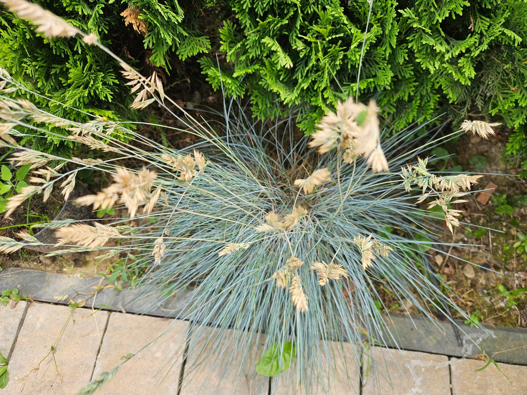 Kostrzewa sina z kłosami po kwitnieniu — Festuca glauca z suchymi, beżowymi kwiatostanami nad niebieską kępą trawy, widok z góry