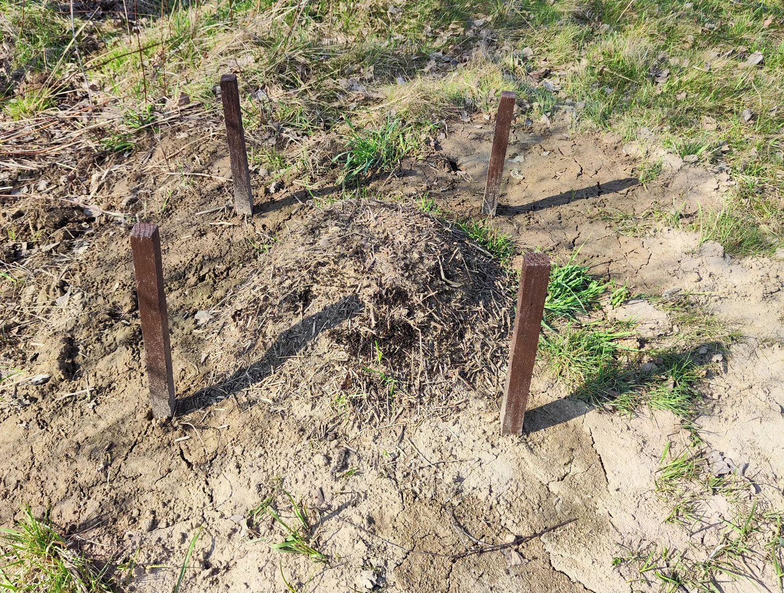 Zbliżenie na mrówki na kopcu — duże czarne mrówki na ziemnym kopcu, aktywna kolonia mrówek wiosną