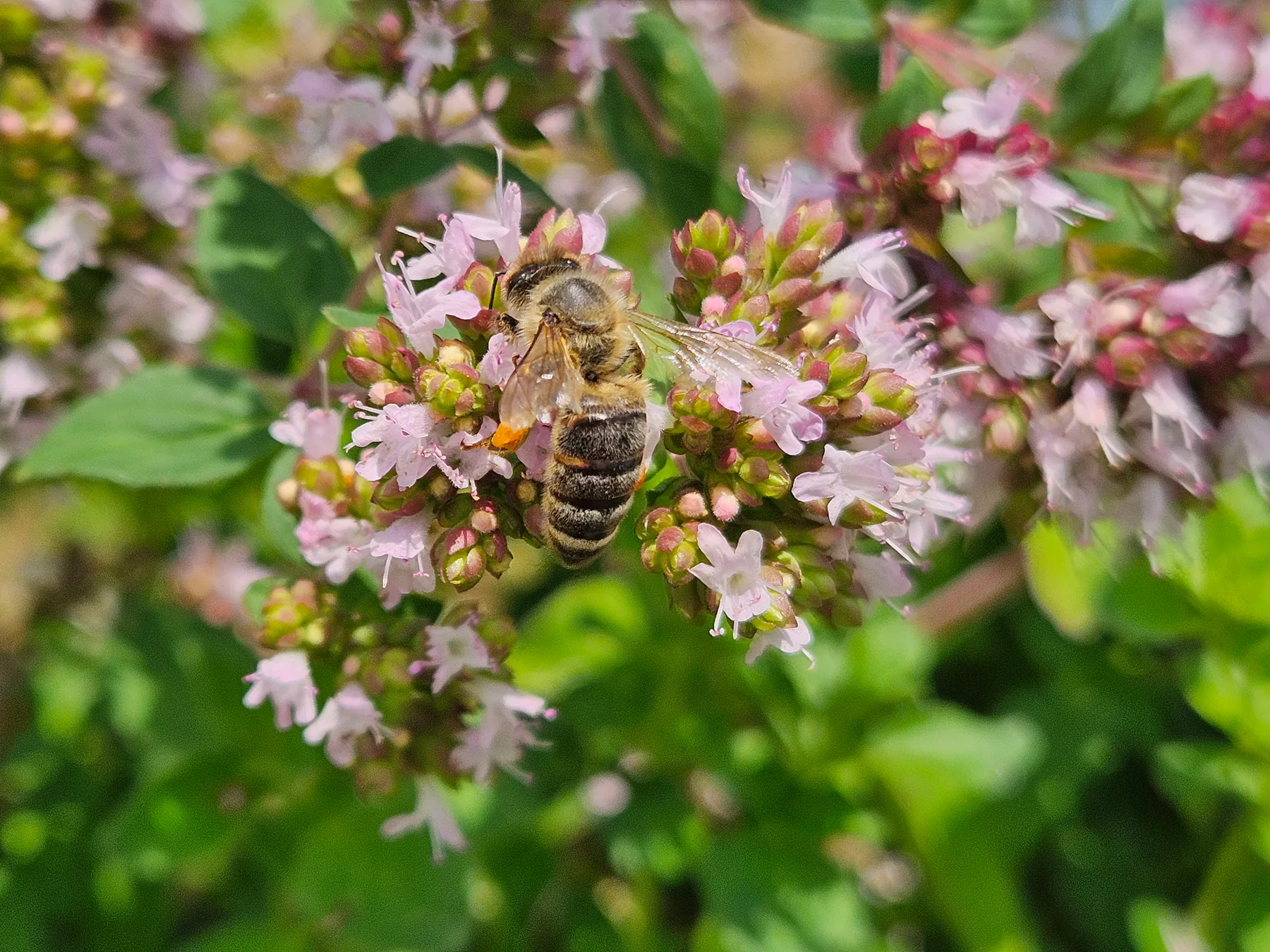 Pszczoła miodna z koszyczkami pyłku zbierająca nektar na kwiatach oregano — zbliżenie makro