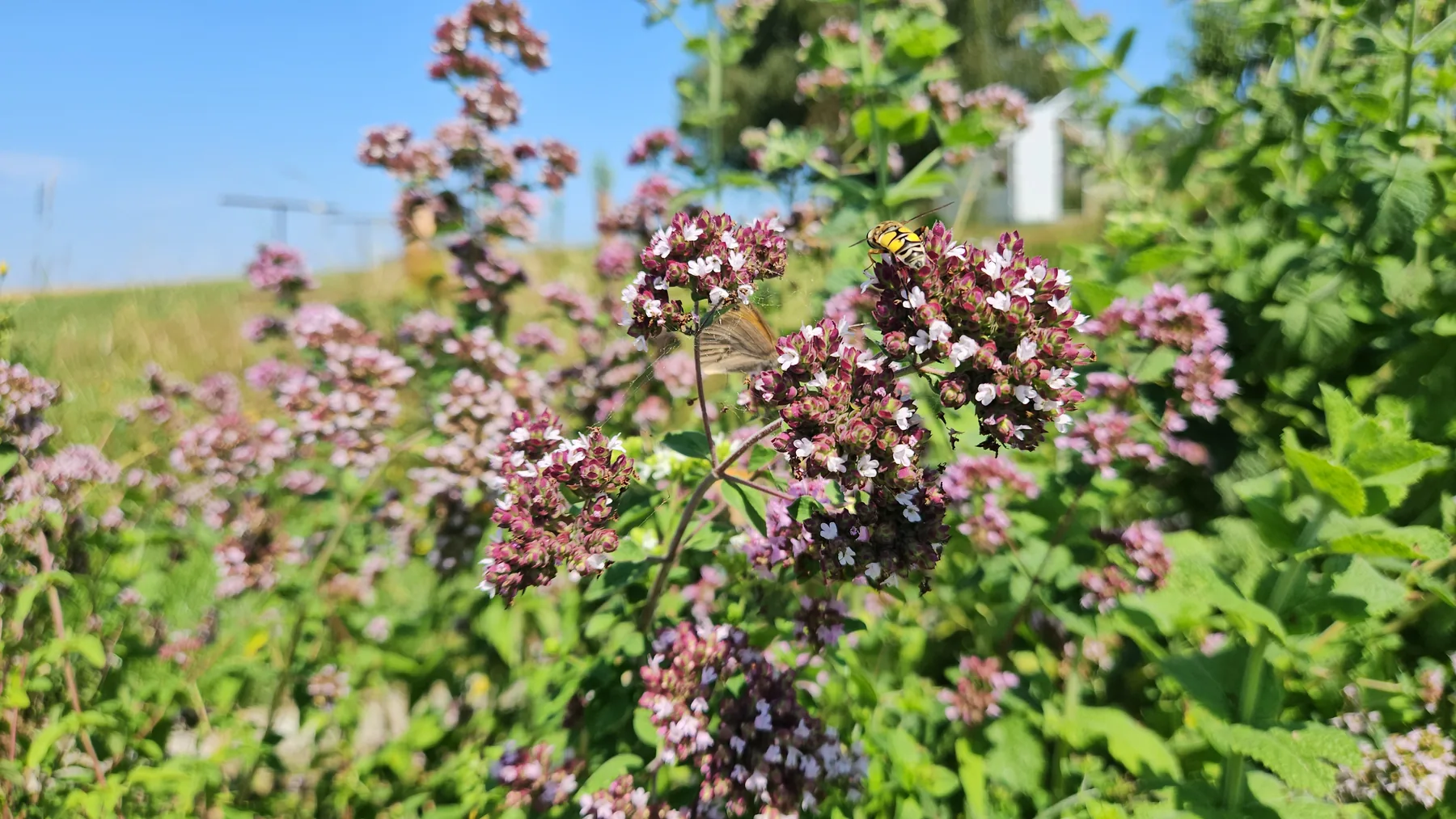Kwitnący pęd oregano na tle błękitnego nieba — motyl i owad na różowych kwiatostanach lebiodki