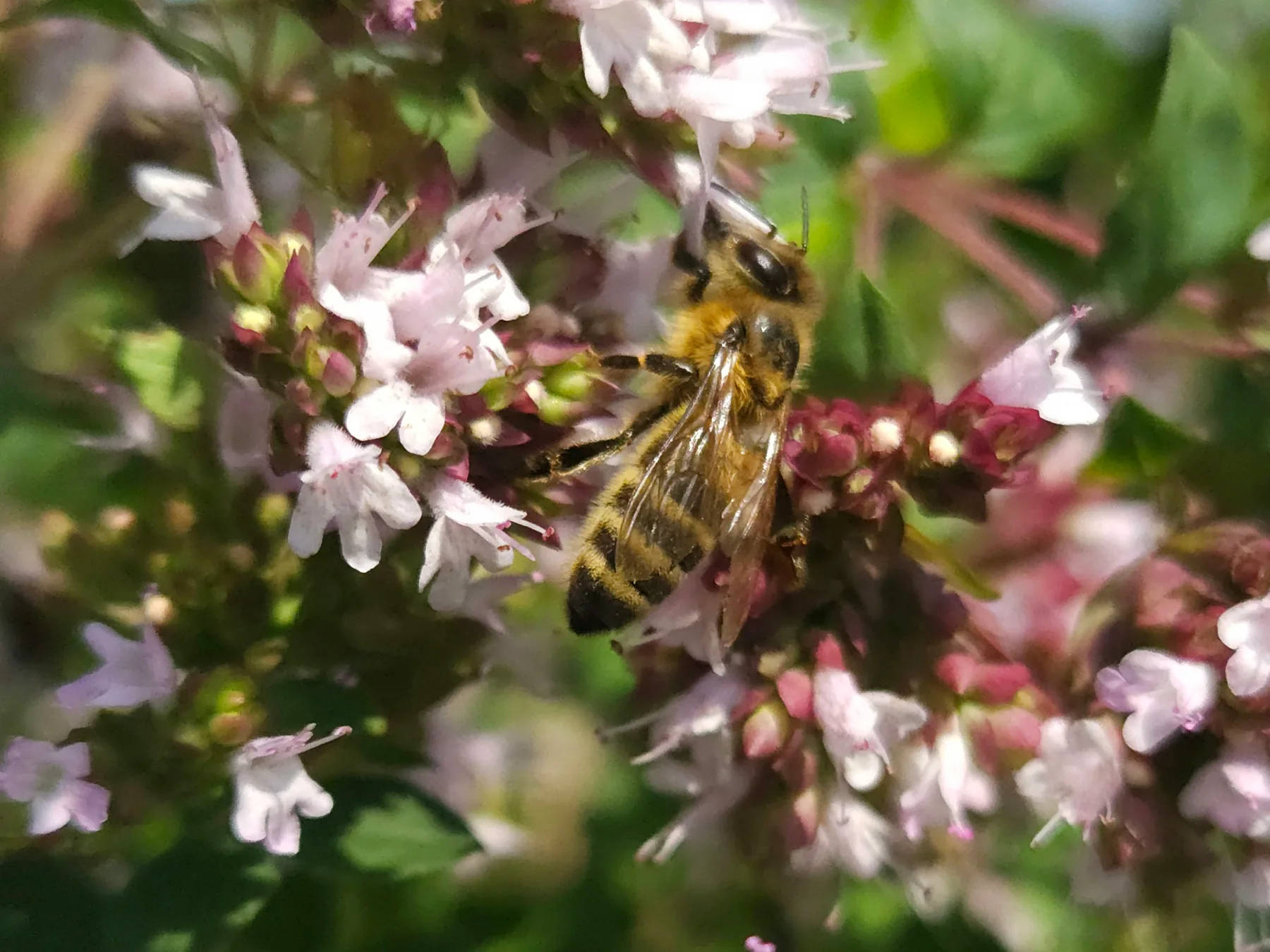 Pszczoła miodna na kwiatach oregano