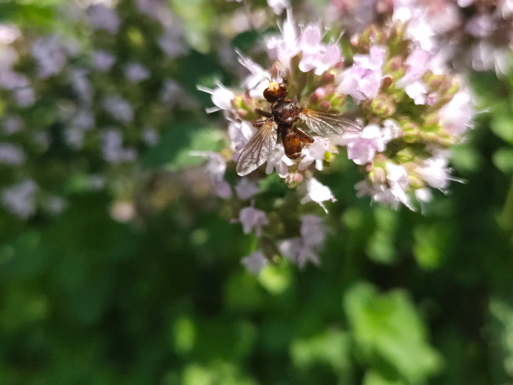 Rdzawobrązowa muchówka podobna do pszczoły na kwiatach oregano