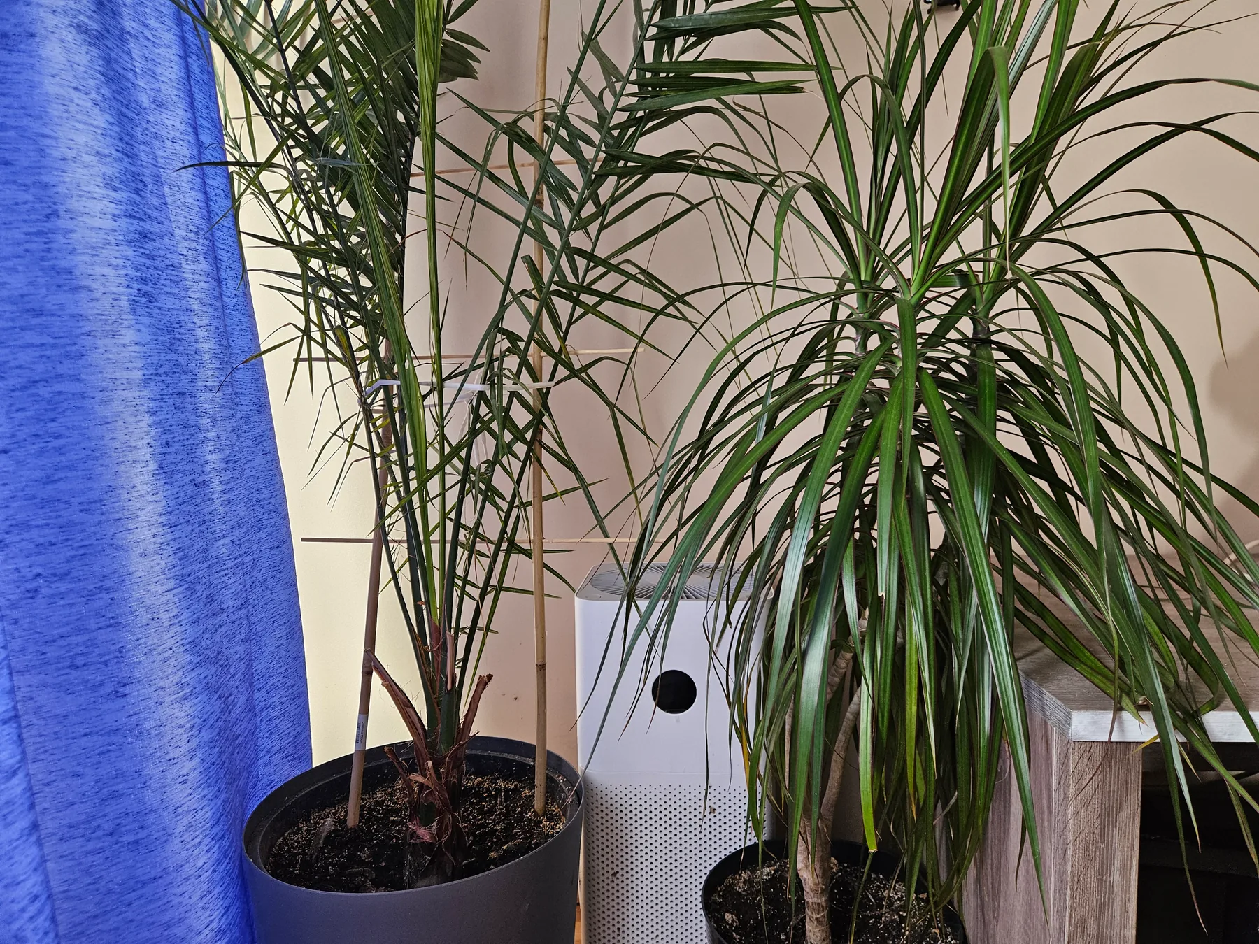Palma daktylowa i dracena marginata w donicach w salonie — dwie wysokie rośliny doniczkowe przy oknie z niebieską zasłoną