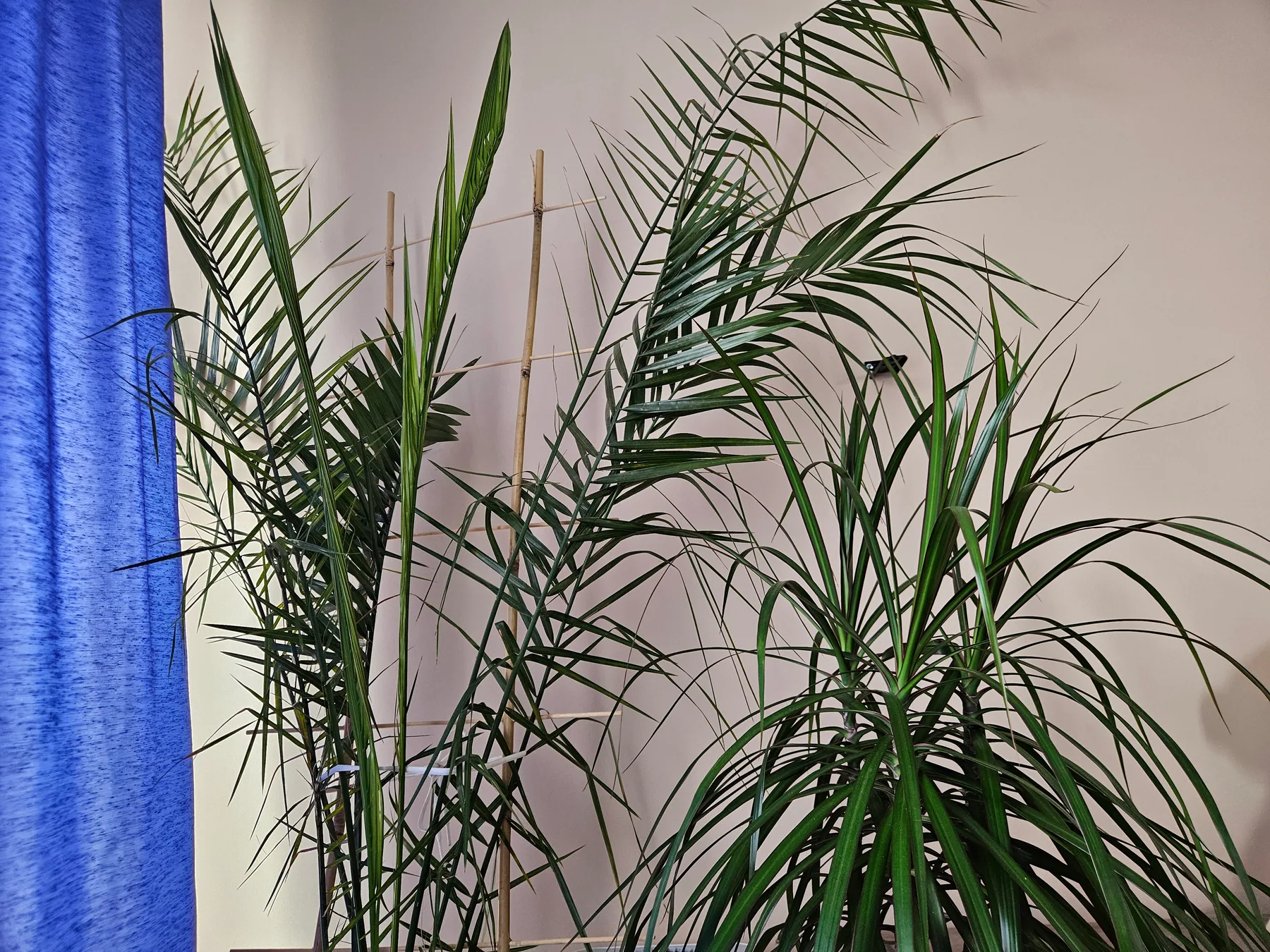 Palma daktylowa z tyczkami bambusowymi i dracena marginata w salonie — widok na dwie wysokie rośliny doniczkowe przy niebieskiej zasłonie