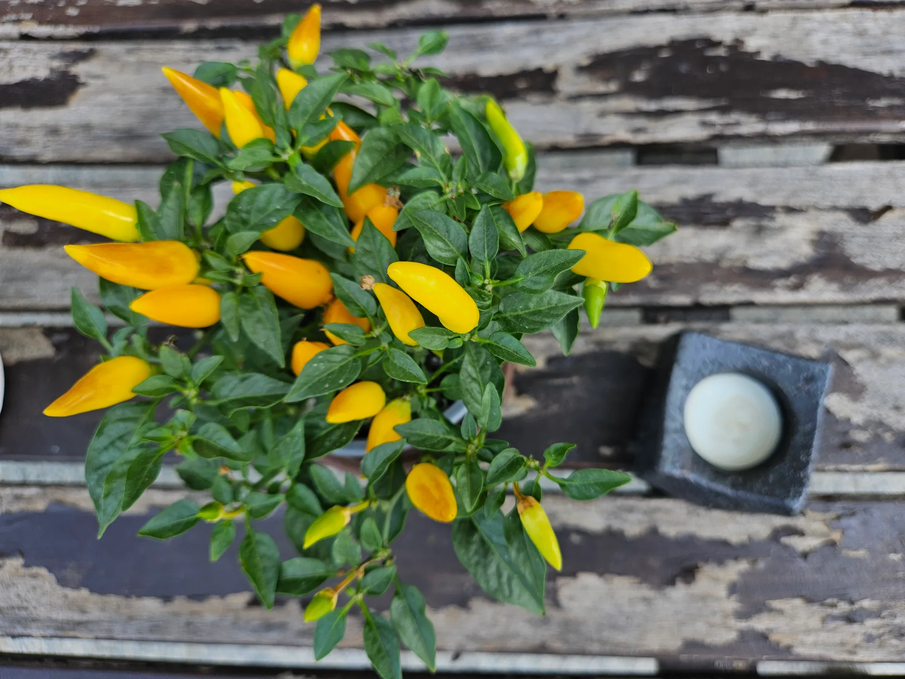 Papryczka ozdobna Capsicum annuum z licznymi żółtymi owocami w doniczce