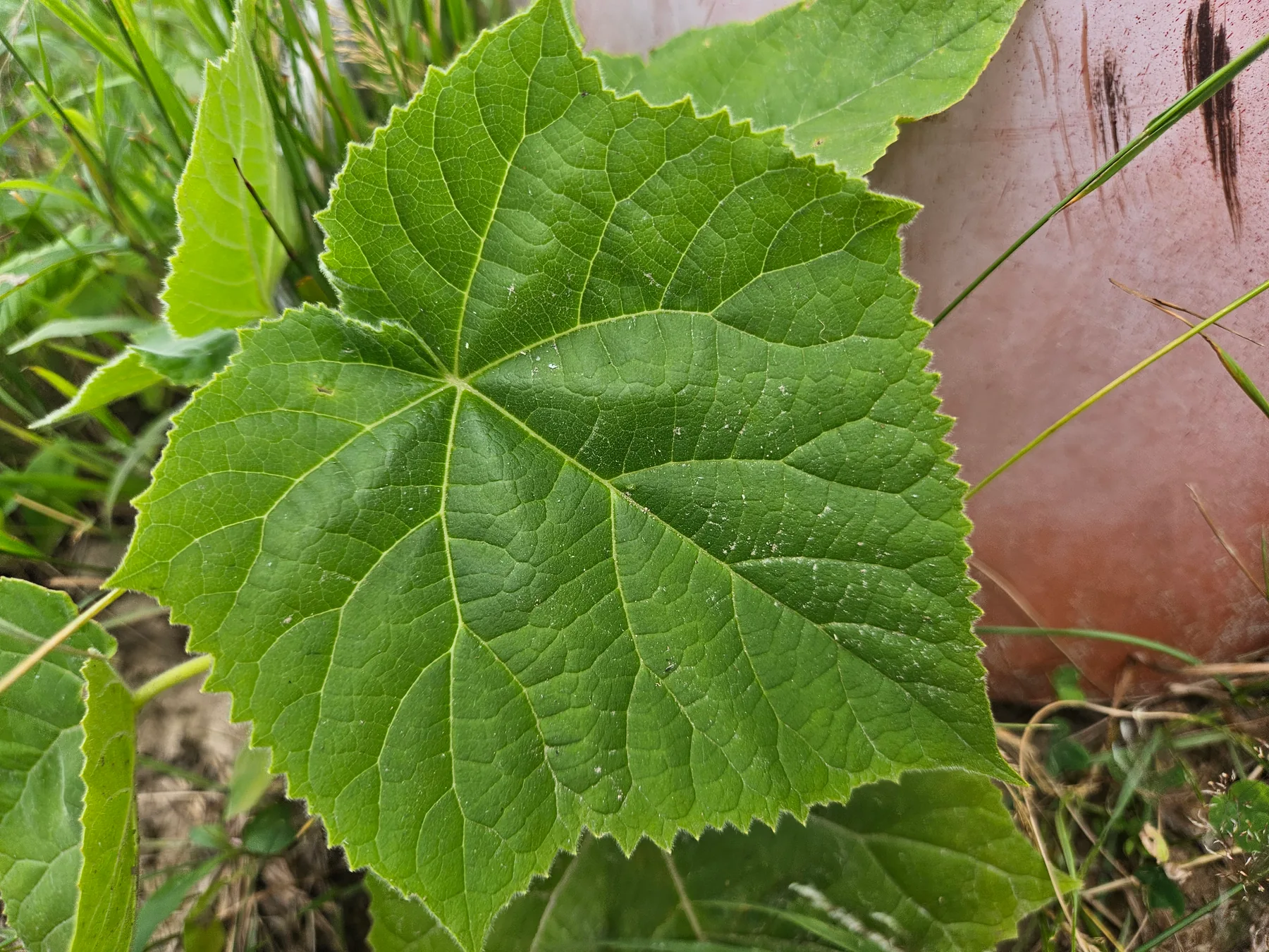 Zbliżenie na liść paulownii opierzonej — duży, sercowaty liść Paulownia tomentosa z charakterystycznym układem nerwów i ząbkowaną krawędzią