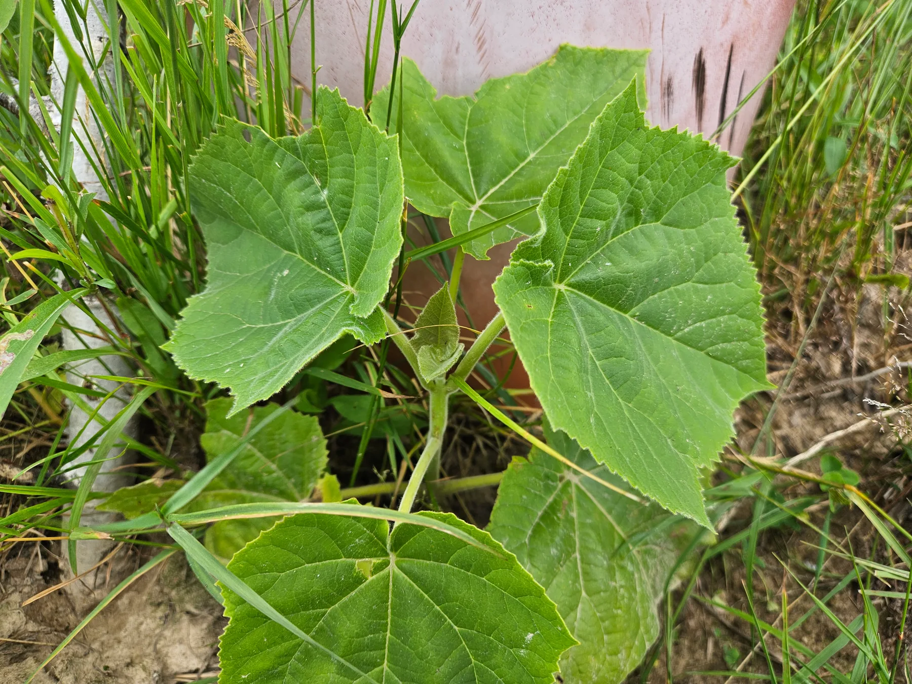 Młoda sadzonka paulownii opierzonej przy donicy — duże sercowate liście Paulownia tomentosa w pierwszym roku wzrostu