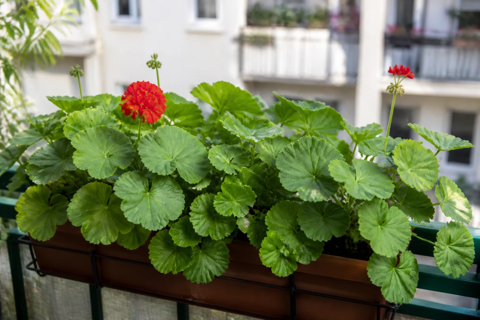 Pelargonia z bujnymi liśćmi i nielicznymi kwiatami w skrzynce balkonowej