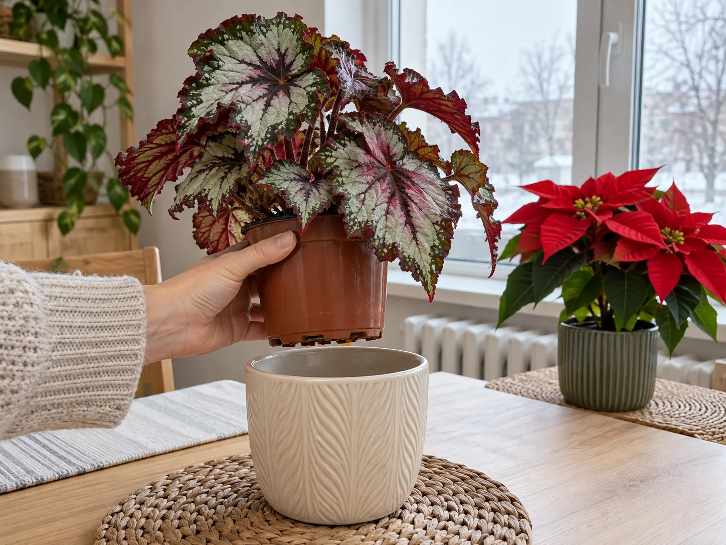 Begonia o srebrzystobordowych liściach unoszona w doniczce nad pustą osłonką; obok stoi czerwona gwiazda betlejemska.
