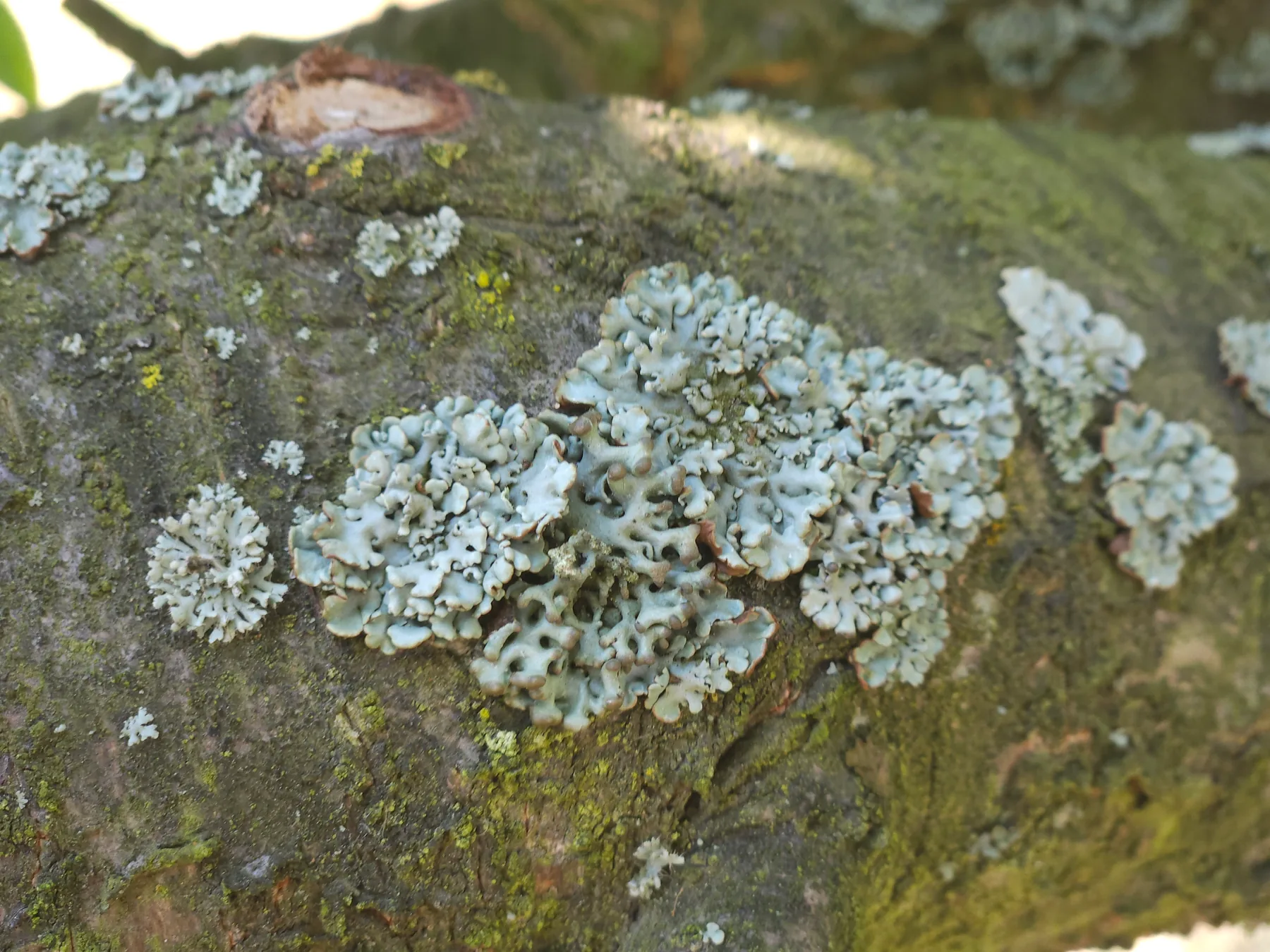 Porost na korze drzewa owocowego — szaro-niebieska tarczownica chropowata Parmelia sulcata na gałęzi