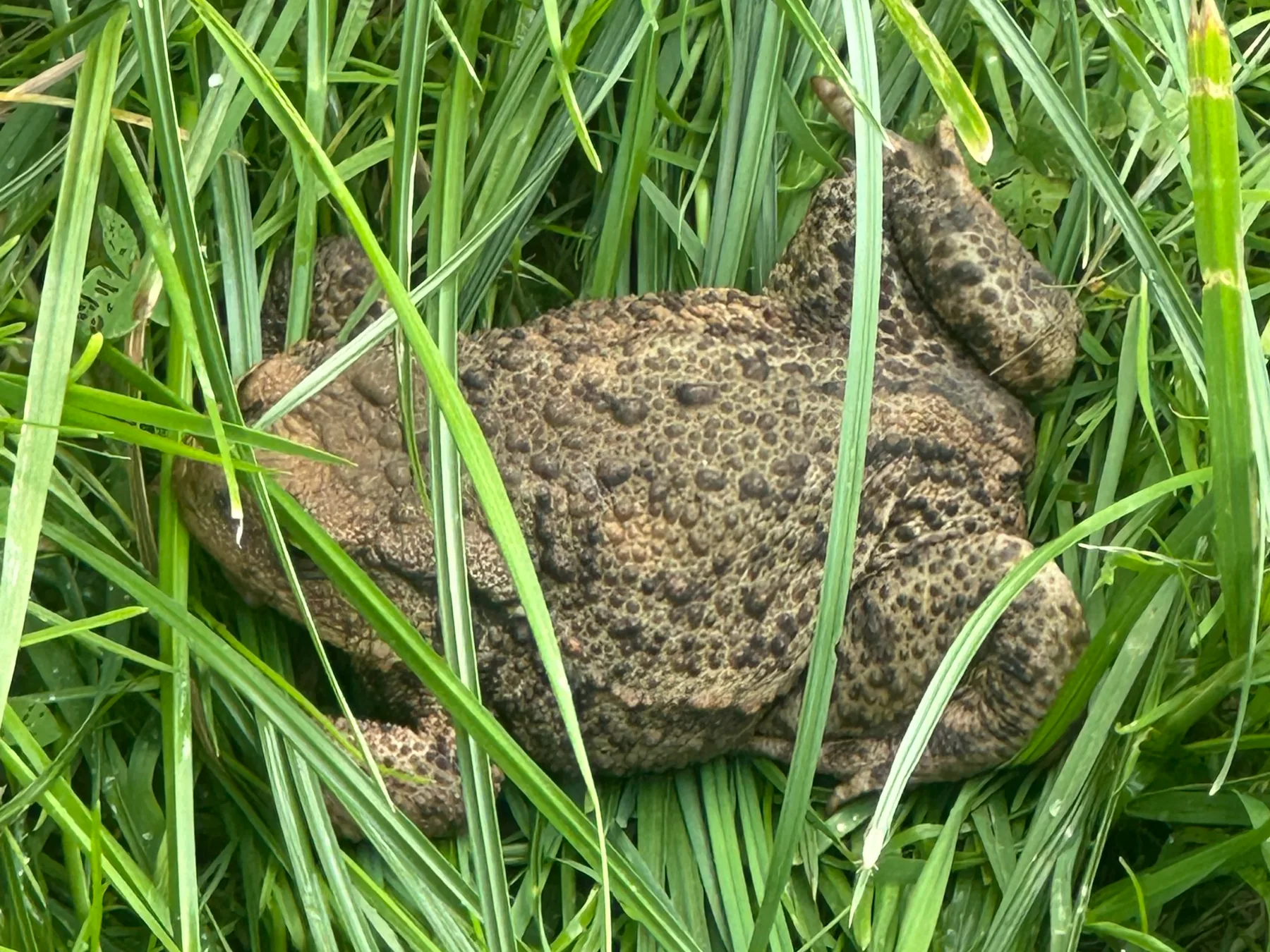 Zbliżenie ropuchy szarej ukrytej w wysokiej trawie