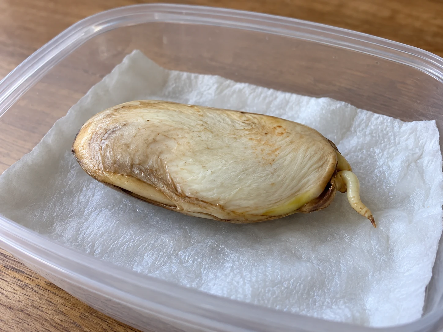 Krok 2: pierwszy korzeń wyrastający z nasiona mango na wilgotnym papierze
