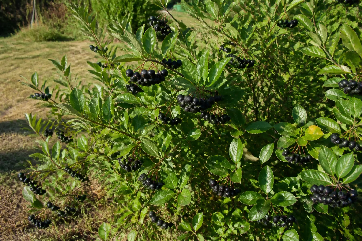 Aronia czarna z owocami — krzew owocowy lepiej znoszący przerwy w deszczu niż malina
