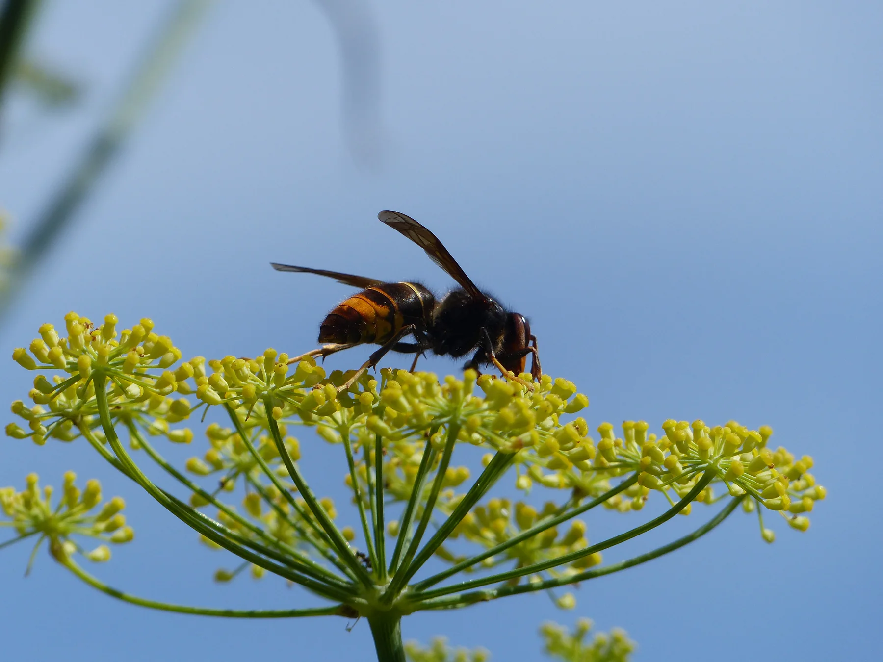Szerszeń żółtonogi Vespa velutina nigrithorax na kwitnącym koprze, fotografia wykonana we Francji