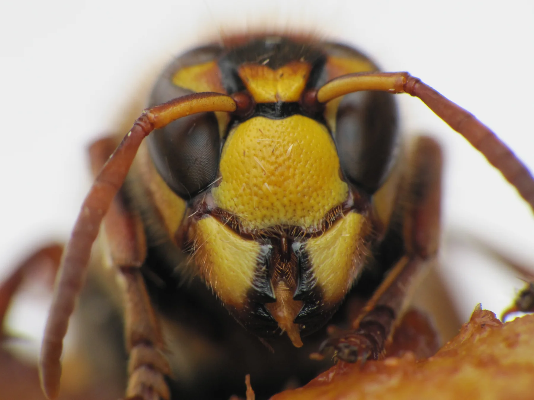 Zbliżenie żółtawej twarzy i rdzawobrązowych czułków szerszenia europejskiego Vespa crabro