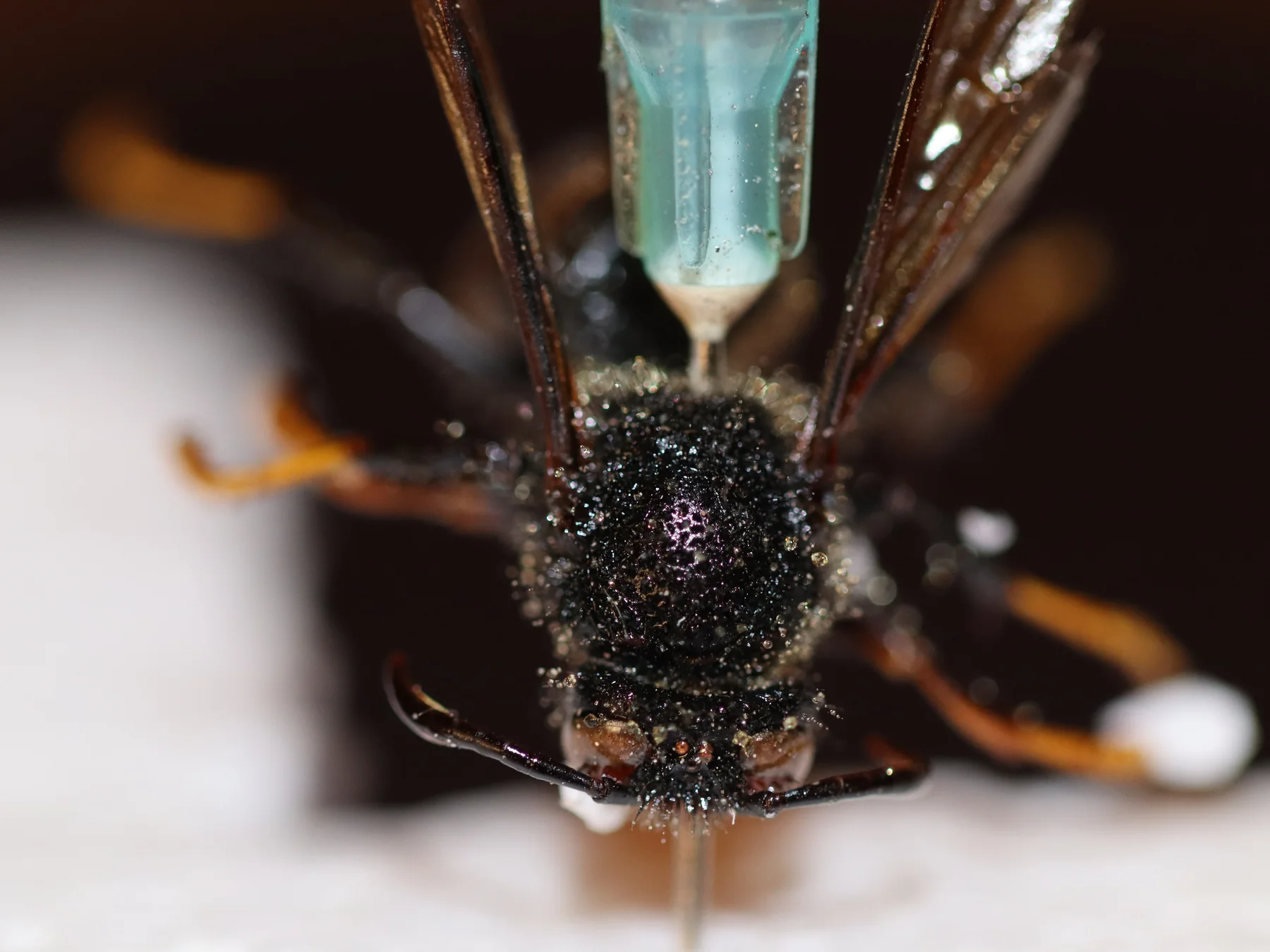 Szerszeń żółtonogi (Vespa velutina nigrithorax) na fotografii identyfikacyjnej z Hiszpanii; nie jest to zdjęcie z Polski