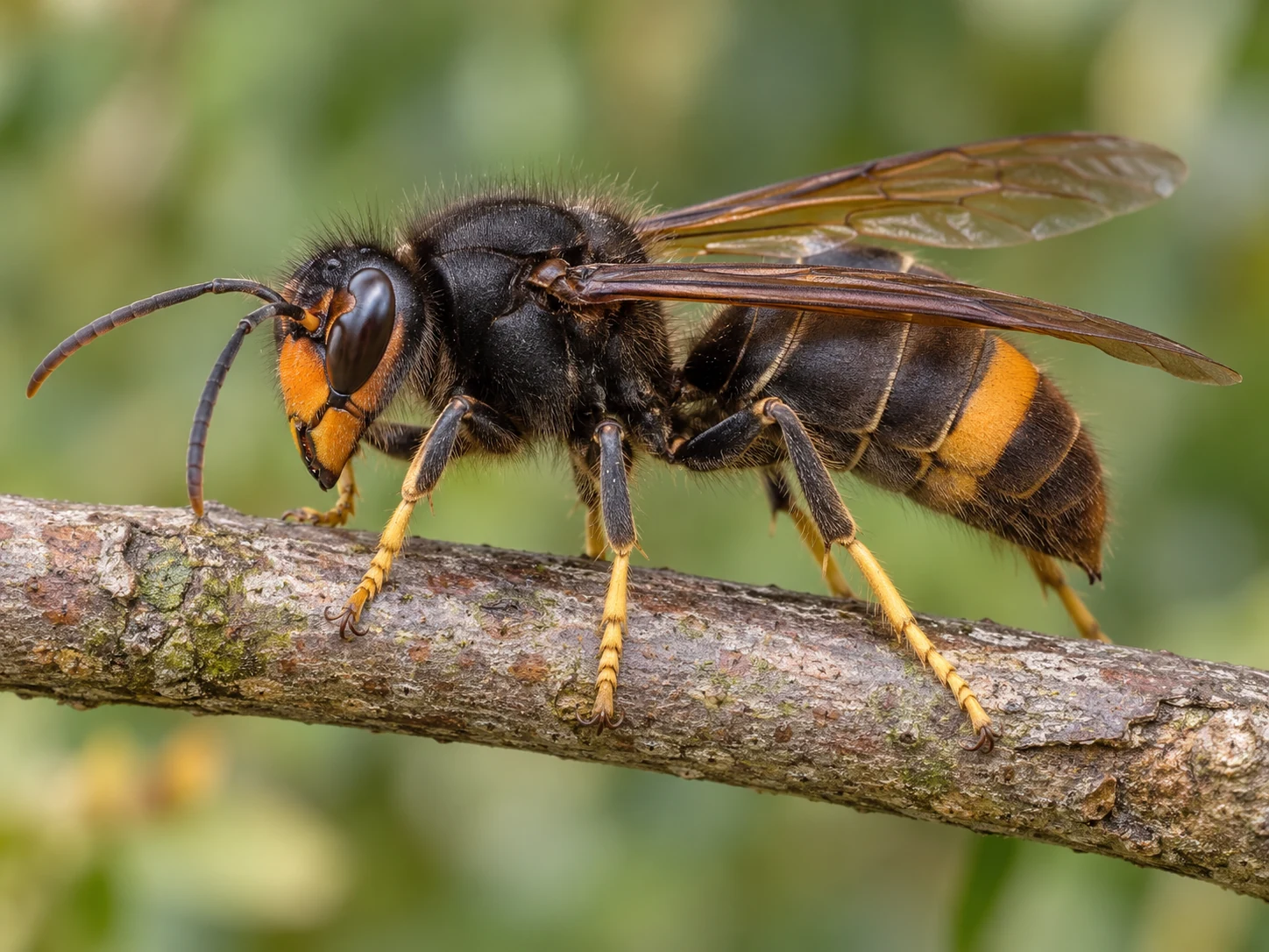 Szerszeń żółtonogi (Vespa velutina nigrithorax) na gałązce — ciemny tułów, żółte końce nóg i pomarańczowożółty pas odwłoka