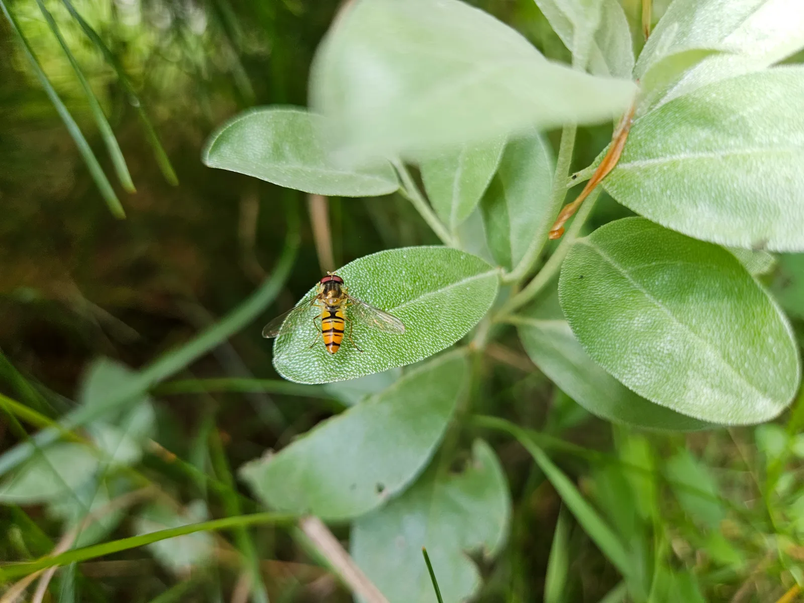 Bzyg (bzygowata Syrphidae) na liściu wierzby — mucha naśladująca osę siedzącą na aksamitnym liściu wierzby w ogrodzie