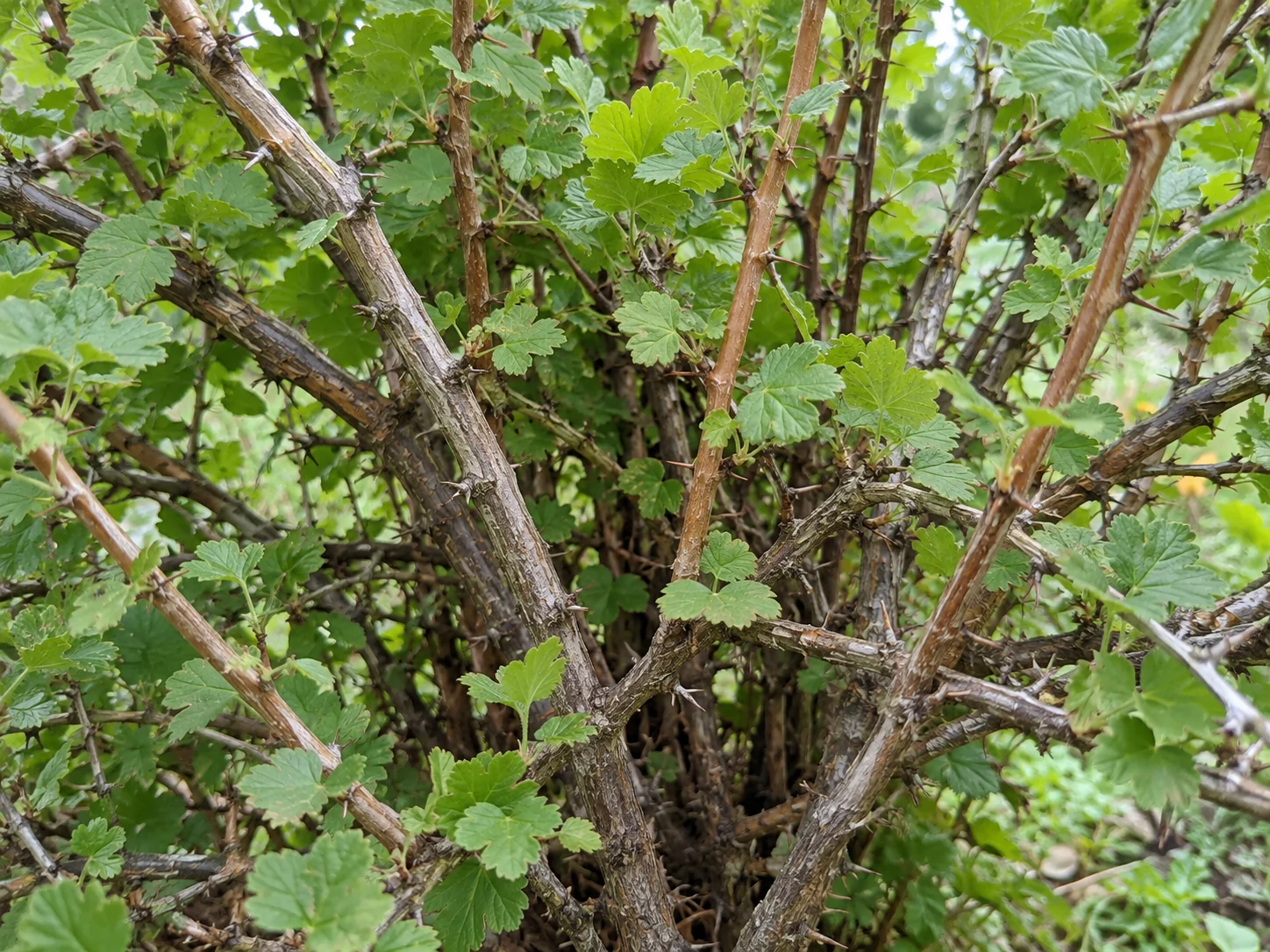 Pędy i liście agrestu w ogrodzie